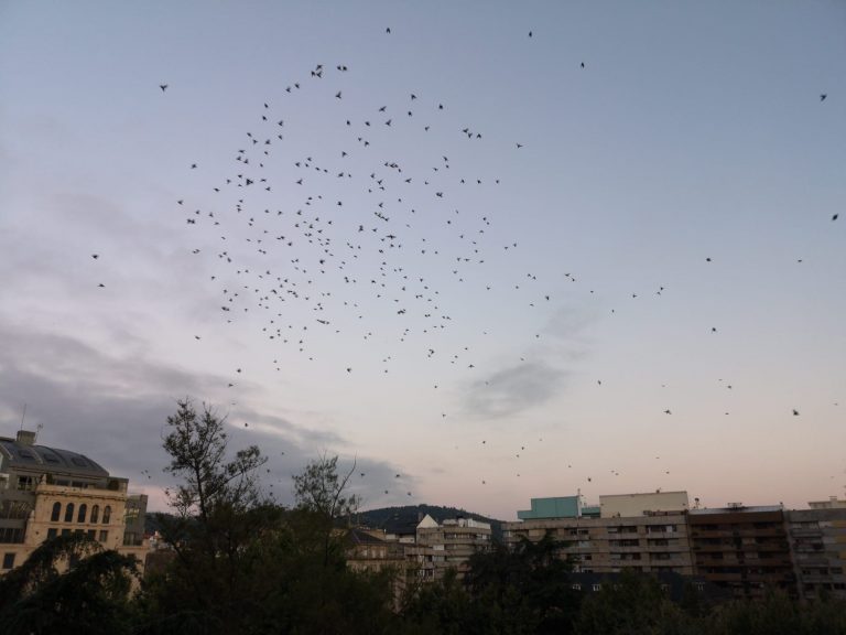 El Ayuntamiento de Ourense le «declara la guerra» a los estorninos y recurre de nuevo a un águila para expulsarlos