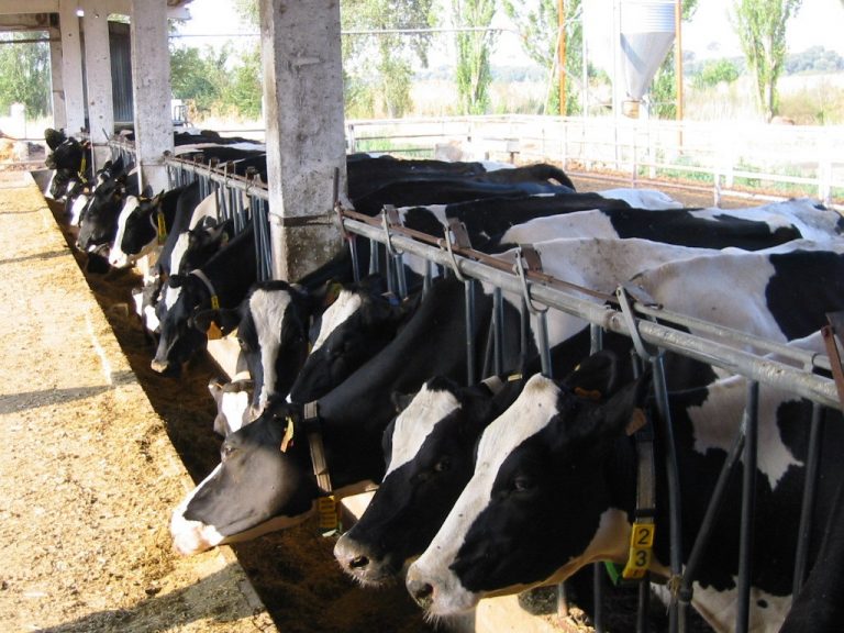 Rural.- Unións Agrarias tramita 5.200 reclamaciones de ganaderos al cartel lácteo