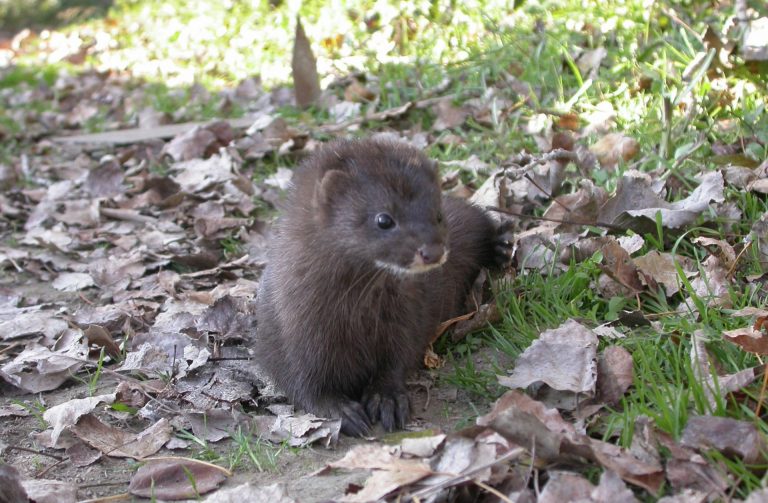 Cvirus.- Criadores de visones insisten en que las personas contagian a los animales: «La vía inversa no está demostrada»