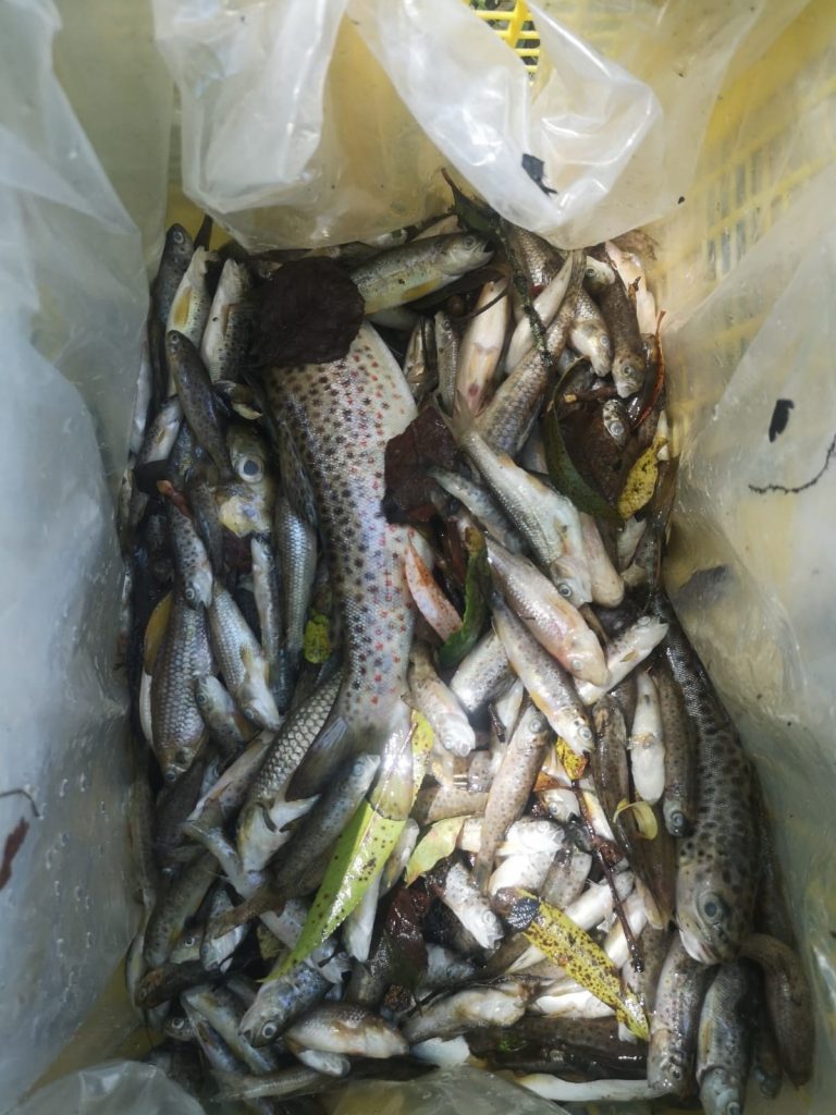 Un vertido provoca la muerte de 1.900 peces en el río Barbañica en Ourense