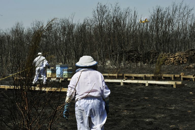 Libera! estima que unos 5.000 animales han fallecido en los incendios de Cualedro y Monterrei (Ourense)