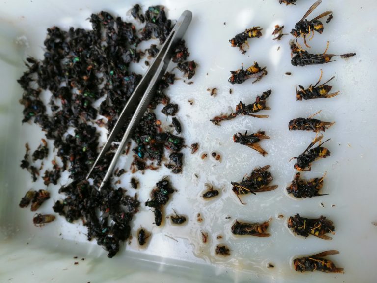 Alergólogos alertan del incremento de la avispa asiática en la cornisa cantábrica y Galicia