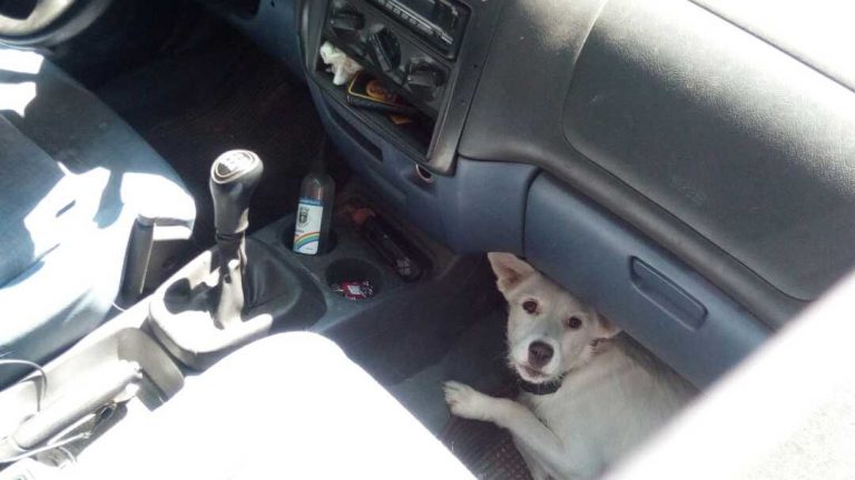 Rescatan a dos perros encerrados en un coche estacionado en Vigo, expuestos a altas temperaturas