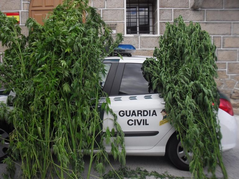 Investigados dos vecinos de Cenlle (Ourense) por cultivo de droga tras serles intervenidas 12 plantas de marihuana