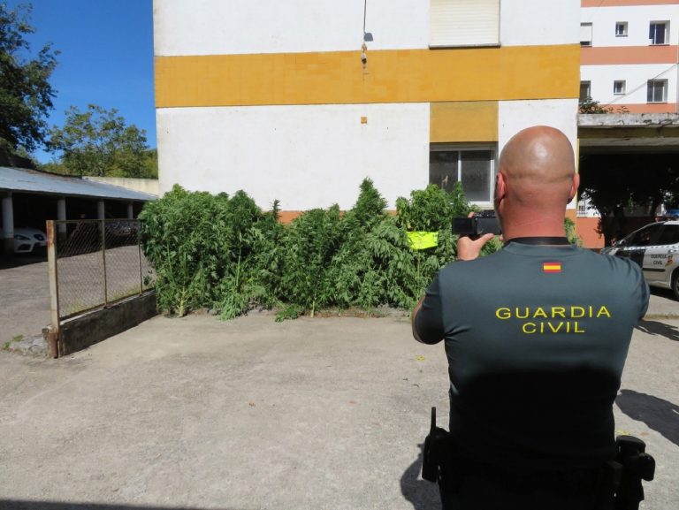 Investigan a una vecina de Lobios (Ourense) al localizarse dos cultivos de marihuana en fincas de su propiedad