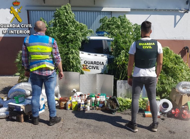 La Guardia Civil descubre una plantación de marihuana con más de 70 ejemplares en O Porriño (Pontevedra)
