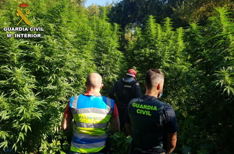 La Guardia Civil desmantela un cultivo con más de 500 plantas de marihuana vigilado con cámaras en O Porriño