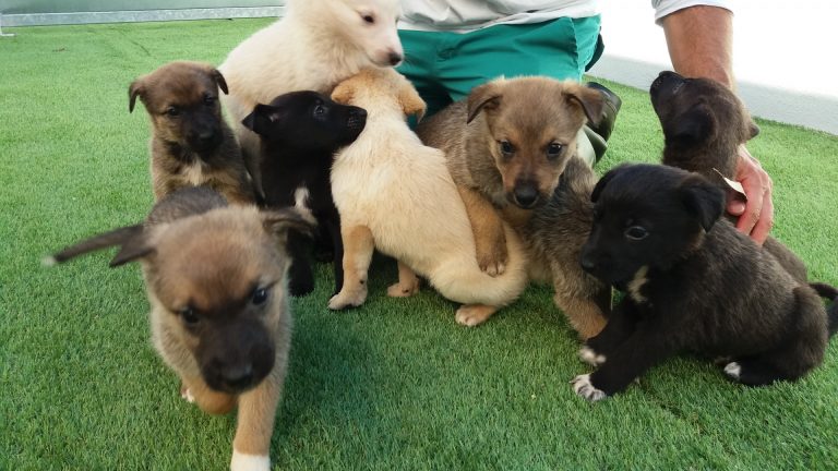El centro de protección animal de la Diputación de Pontevedra rescata 28 cachorros pertenecientes a cuatro camadas