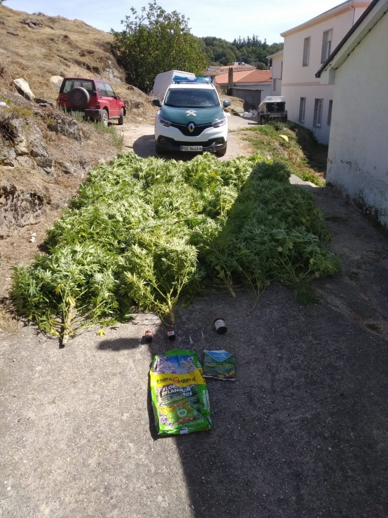 Detenido un vecino de Xinzo (Ourense) tras la incautación de 31 plantas de marihuana en una finca de su propiedad