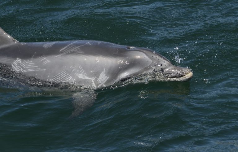 Medio Ambiente insta a embarcaciones y curiosos a no interacutar con el delfín solitario de la ría de Muros-Noia