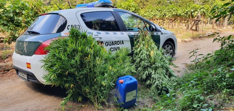 Investigado un vecino de Leiro por delito contra la salud pública tras serle incautadas varias plantas de marihuana