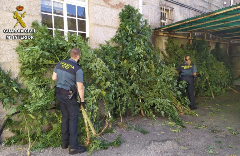 Investigadas 5 personas tras el desmantelamiento de siete plantaciones de marihuana en el sur de Pontevedra