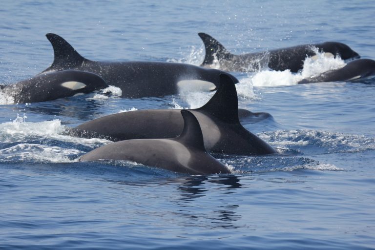Salvamento llama a la precaución ante el avistamiento de varias orcas de gran tamaño en la ensenada de Fisterra