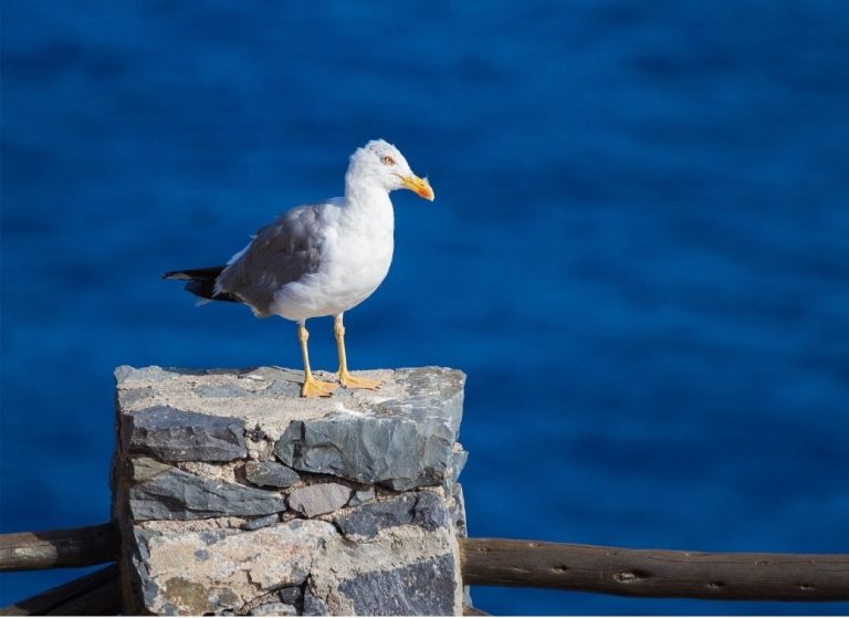 Detectados cuatro nuevos casos de gripe aviar en gaviotas localizadas en A Coruña y Lugo