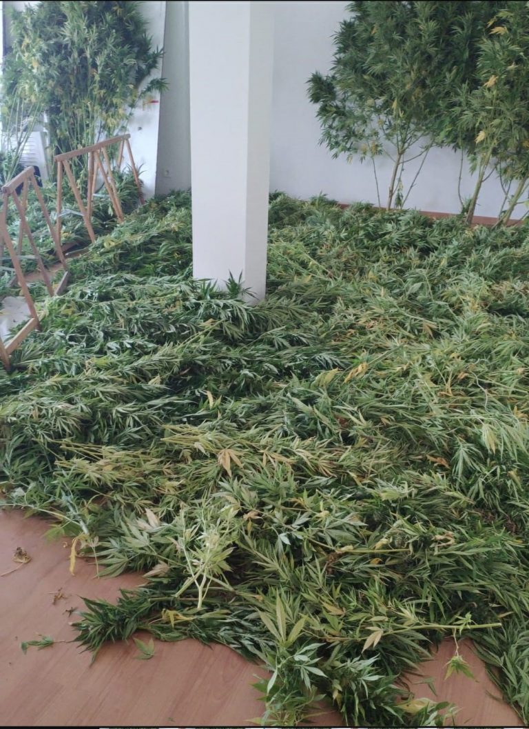 Detenidos dos vecinos de Xinzo de Limia en un operativo con 200 plantas de marihuana intervenidas