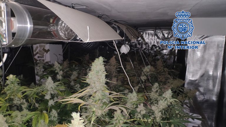 Detenidos dos hombres por cultivar y distribuir grandes cantidades de marihuana en Vigo