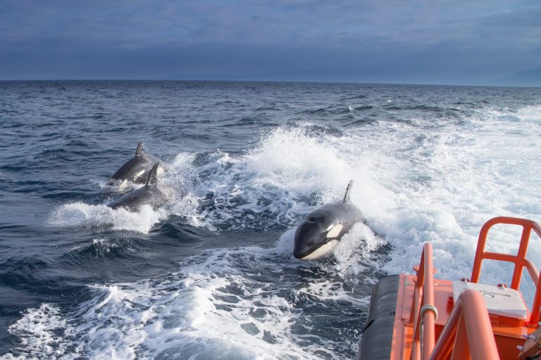 Expertos sitúan en 22 las interacciones con orcas en la costa gallega, el 15% con daños a veleros