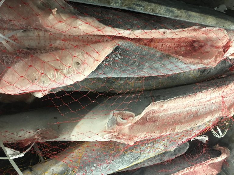 Unanimidad en la Cámara para pedir que la protección del marrajo no lleve a la «quiebra» de la pesca gallega