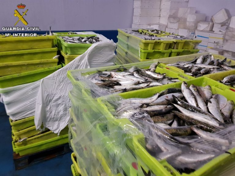 Incautadas 6 toneladas de sardinas descargadas en Portonovo y transportadas por la AP-9, al carecer de documentación