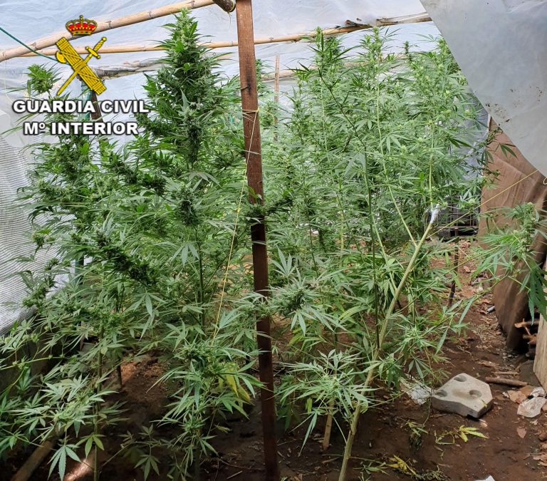 Investigados dos vecinos de Salvaterra y As Neves por sendas plantaciones de marihuana