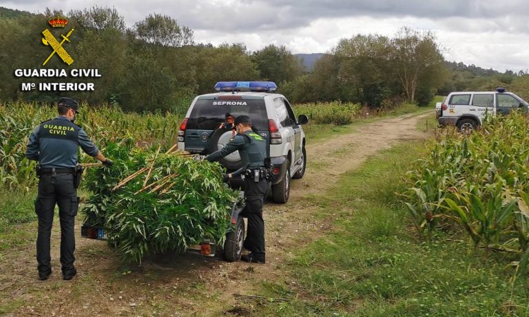 Detenido el presunto responsable de dos plantaciones de marihuana en Caldas y Barro (Pontevedra)
