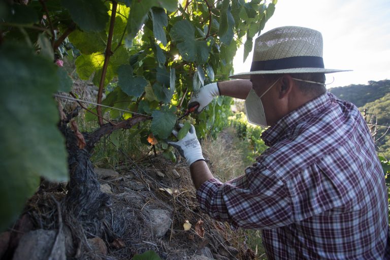 Viticultores, olivareros y científicos de varios países europeos investigan soluciones para reducir pesticidas