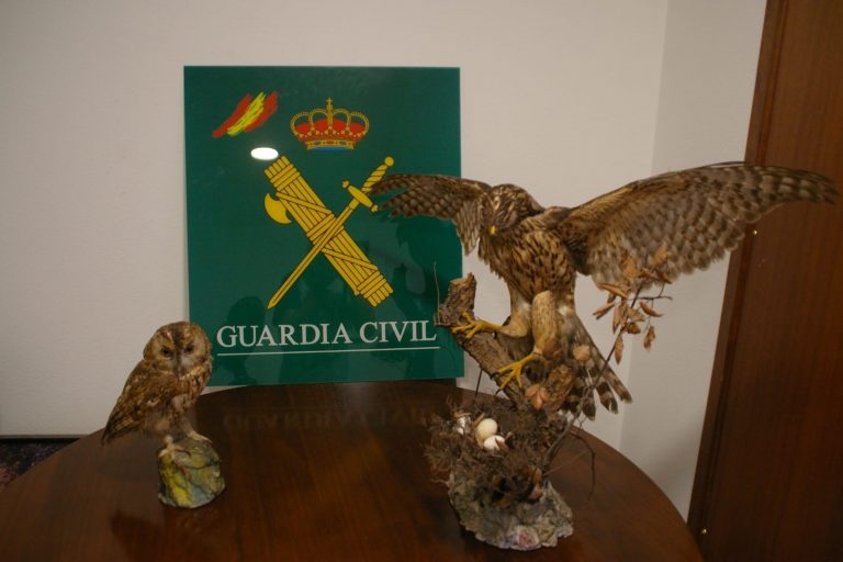 El Seprona incauta dos aves rapaces naturalizadas en A Coruña
