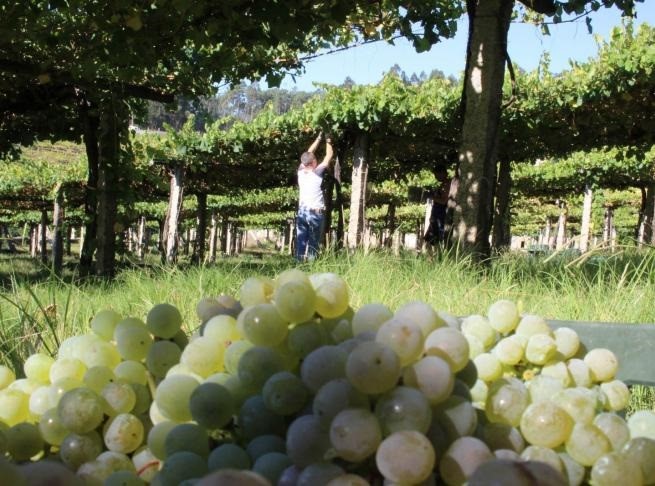 Rural.- La D.O. Rías Baixas vende al mercado exterior una de cada tres botellas que produce