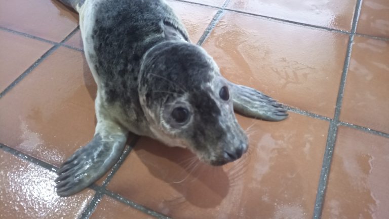 Rescatados los dos primeros ejemplares de lobos marinos de esta temporada en la costa gallega