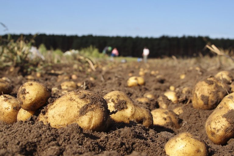 Levantada la prohibición de plantar patatas en nueve ayuntamientos de A Coruña y Lugo