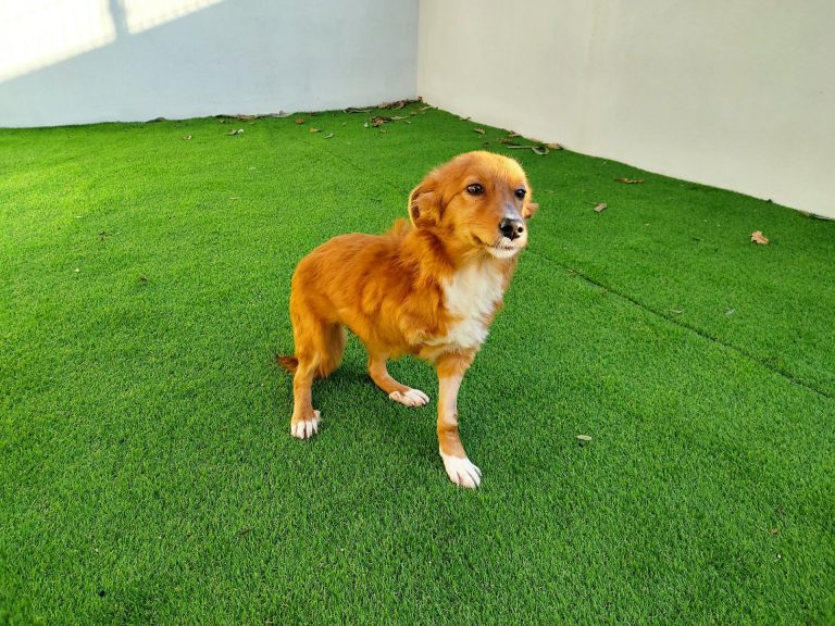 La historia con final feliz de Muti, una perra rescatada enferma que ahora ya tiene su hogar