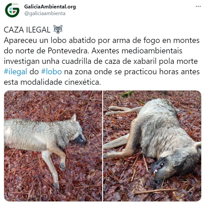 Agentes medioambientales de la Xunta investigan la aparición de una loba abatida en A Estrada