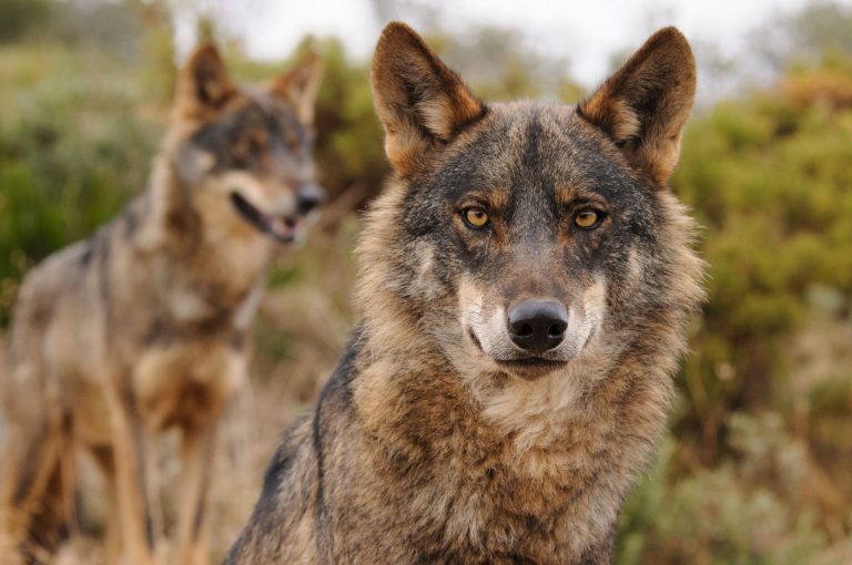 Rural.- Asturias, Cantabria, Galicia y CyL irán a los tribunales si se incluye al lobo en Régimen de Protección Especial