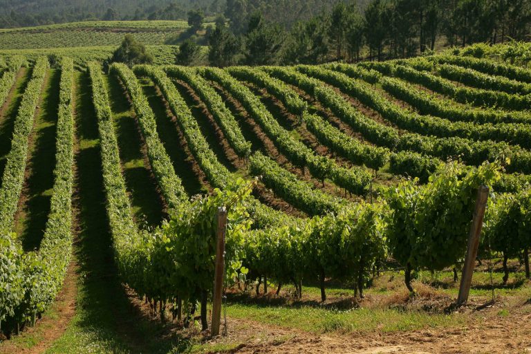 Entidades reciben ayudas por valor de 1,3 millones de euros para promocionar el vino de Galicia fuera de la UE