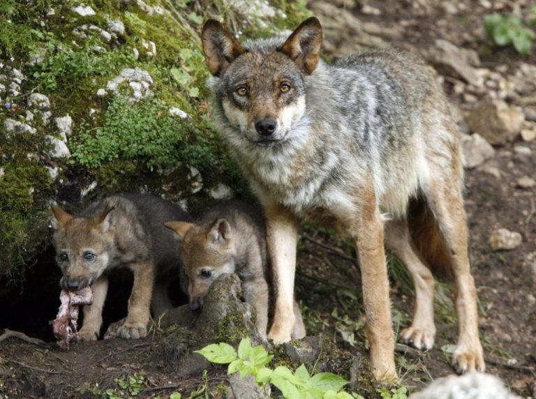 La polémica sobre la protección del lobo trae divisiones también en el Gobierno central