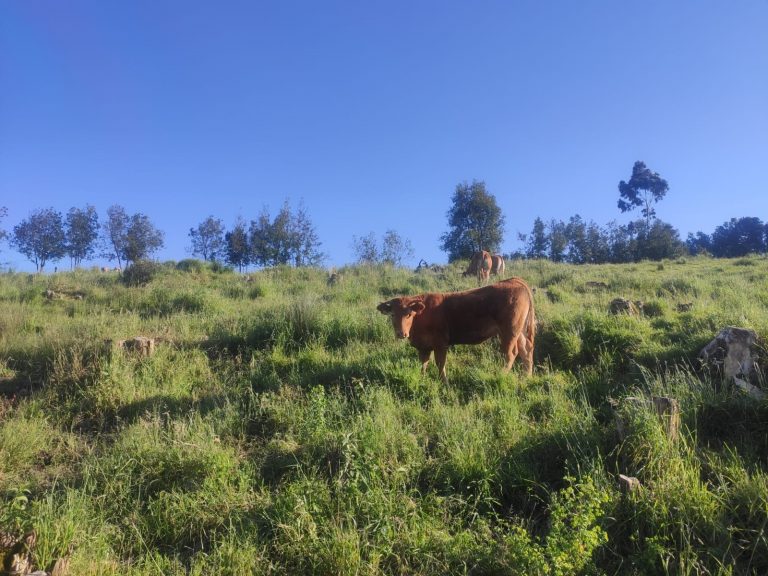 Convocadas las ayudas para reponer animales tras el sacrificio de ganado por erradicación de enfermedades