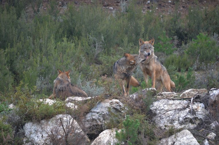 El Parlamento gallego muestra su rechazo al veto a la caza del lobo y pide al Gobierno «paralizar» el proceso