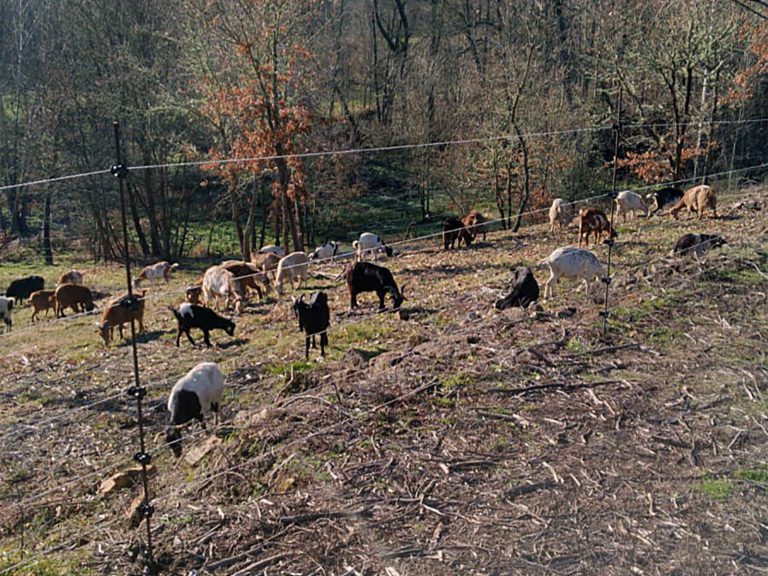 Rural.- La Xunta publica la guía de usos más idóneos para parcelas de ocho aldeas modelo