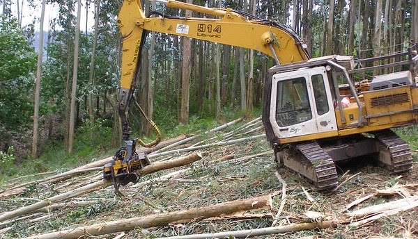 Greenpeace valora que la moratoria de plantación de eucalipto «abre la puerta al fin de la conflictividad»