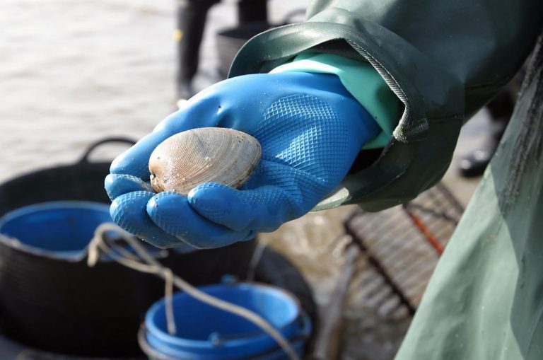 La Xunta espera conocer «al acabar el invierno» el impacto de la lluvia en la mortalidad de especies de marisqueo