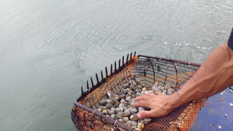 Pesca.- Galicia y otras regiones del Atlántico debatirán esta semana sobre las amenazas de la producción de berberecho