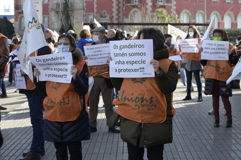 Ganaderos gallegos exigen paralizar la protección del lobo y ayudas «eficaces» para el sector por los ataques