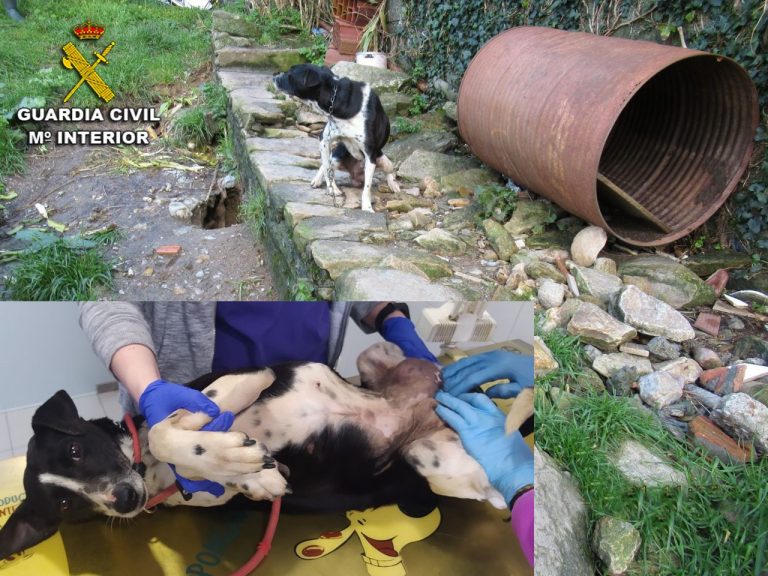 Investigado un septuagenario de Moaña por maltrato animal al tener una perra atada a un bidón y rodeada de excrementos