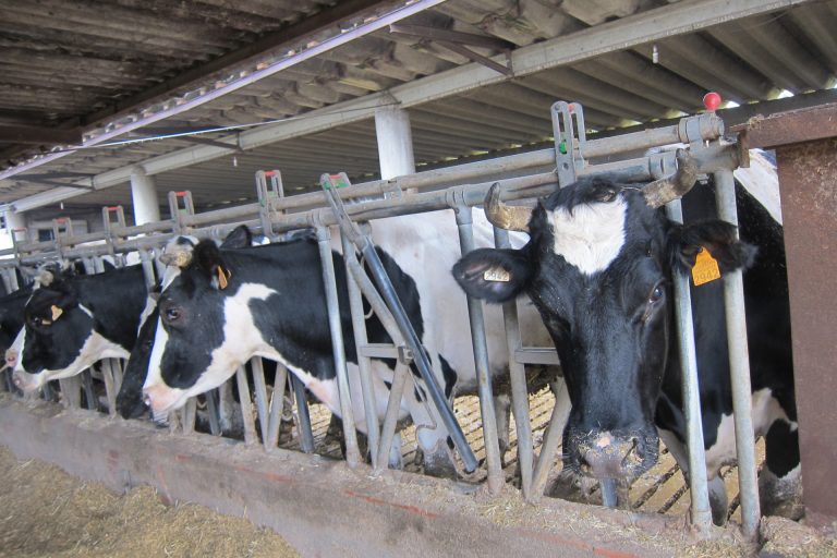 UU.AA. denuncia que pese a subir un 20% el coste de las materias primas la leche se paga al mismo precio de 2020