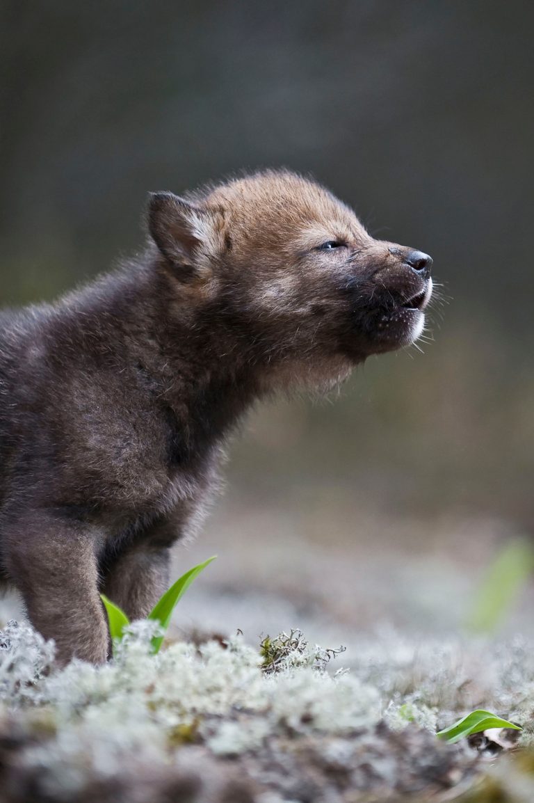 Propietarios rurales rechazan el veto a cazar lobos y piden simplificar la vía de reportar batidas de jabalí