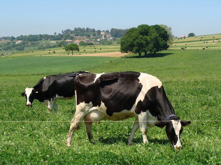UU.AA. denuncia que las industrias lácteas se niegan a cubrir alzas de costes de producción de hasta un 20%
