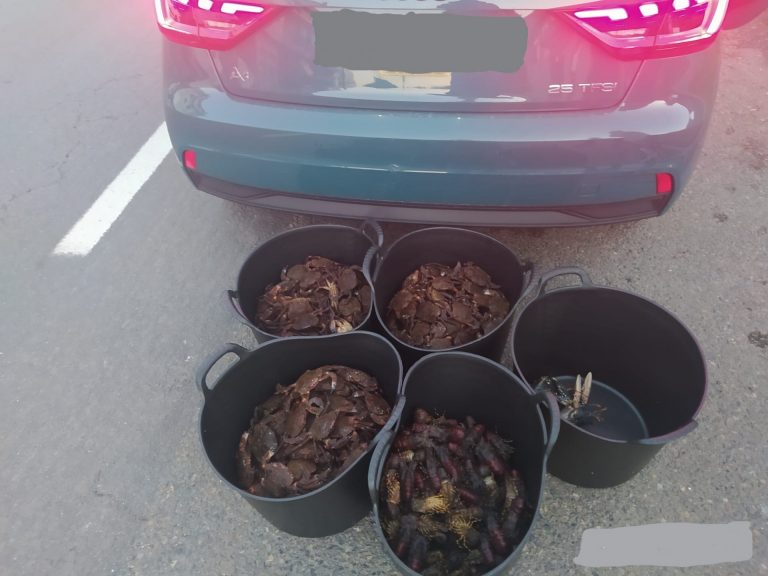 Intervenidos 33 kilos de nécoras, 10 de santiaguiños y dos lubrigantes en el maletero de un coche en Vimianzo