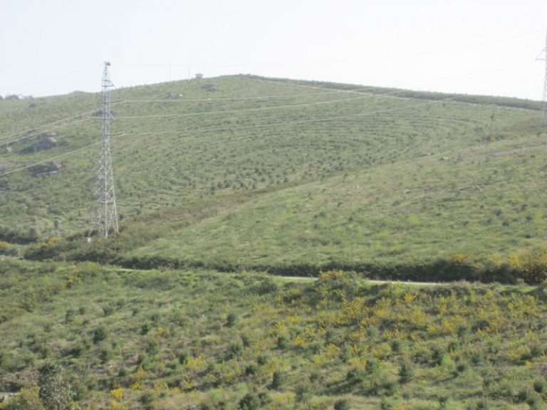 La Xunta tramita la inscripción de tres montes ourensanos en el Registro de Masas Consolidadas de Frondosas Autóctonas