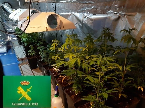 Investigan a tres vecinos de Ribadavia por un cultivo de marihuana con 55 plantas guardadas en una bodega