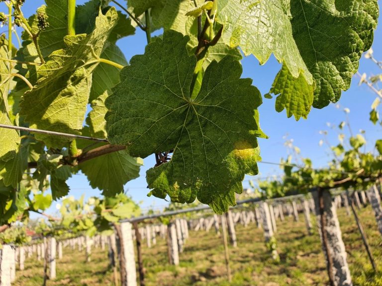 Detectan la primera mancha de mildiu en viñas de O Salnés